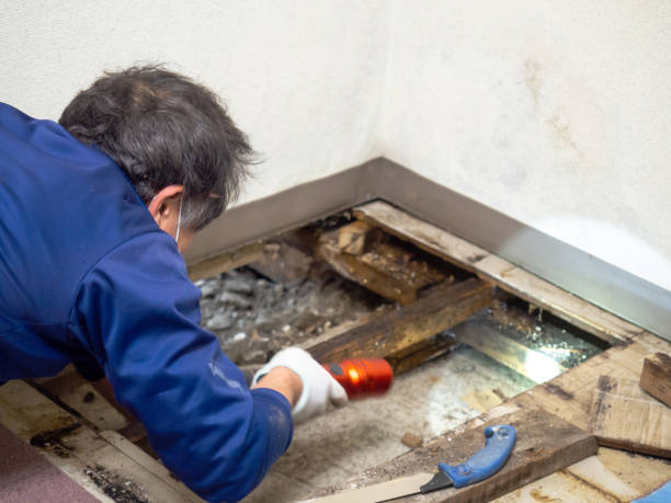 Best Local Mold Removal Service  in Blair, NE