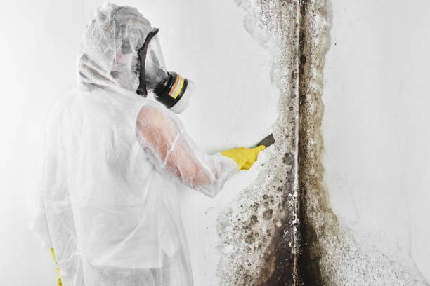 Best Residential Mold Removal  in Blair, NE