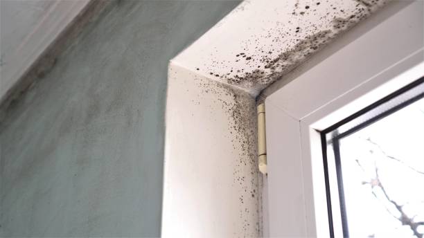 Mold Removal Process in Blair, NE