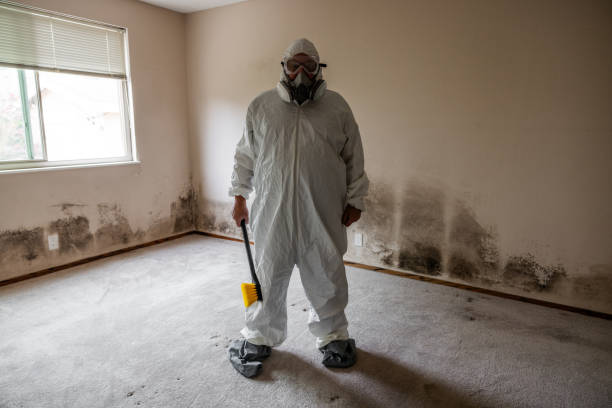 Professional Mold Removal in Blair, NE
